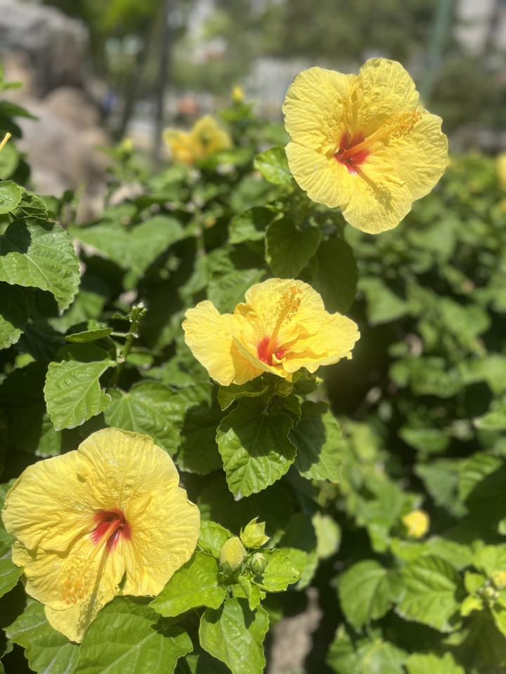 Waikiki, HI